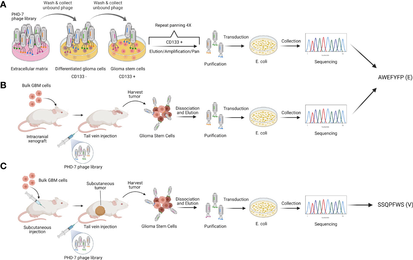 Peptide selection by phage display.